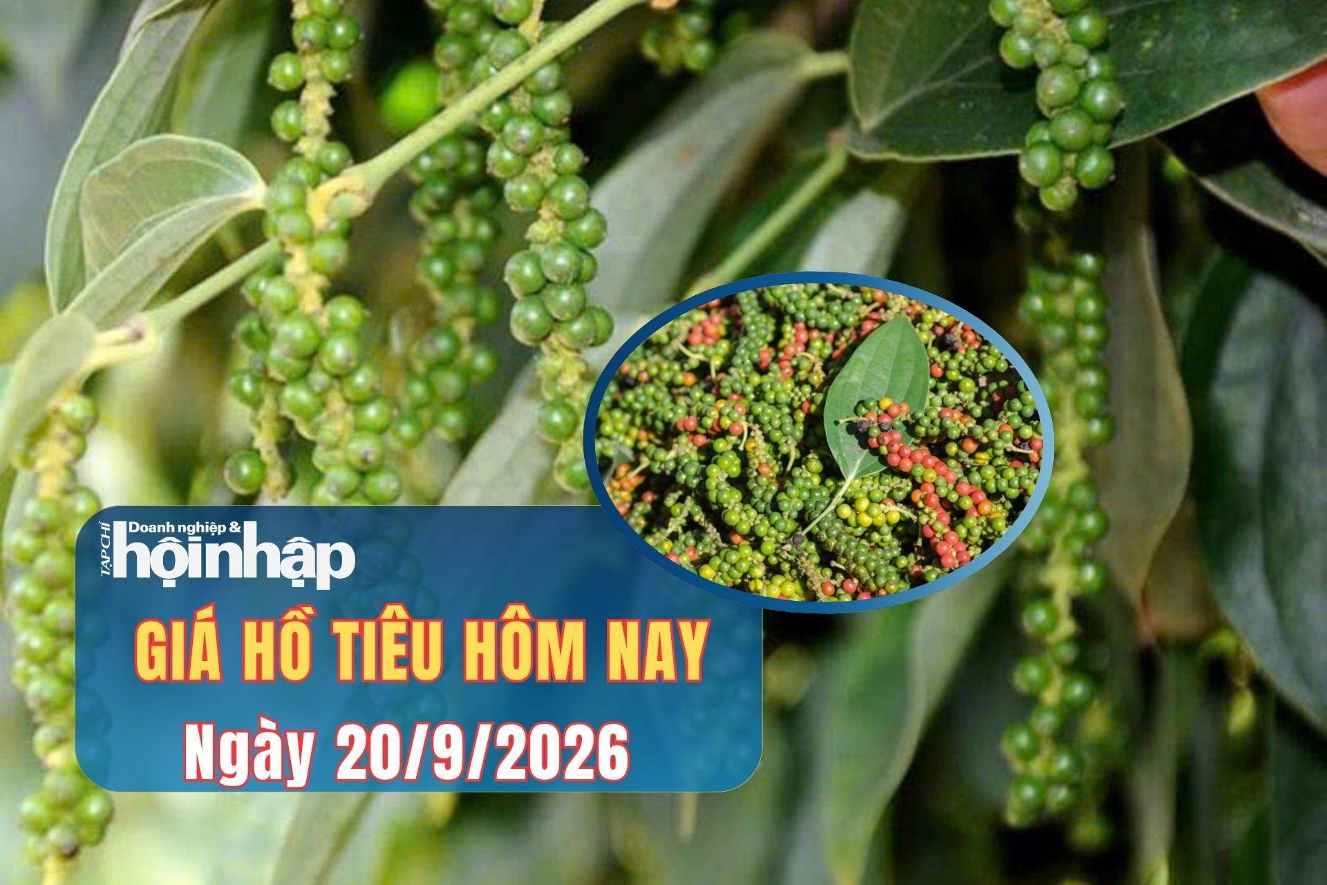 Giá tiêu hôm nay 19/9/2026: Thị trường nội địa đi ngang, Malaysia tập trung vào tiêu cao cấp Giá tiêu hôm nay 19/9/2026: Thị trường nội địa đi ngang, Malaysia tập trung vào tiêu cao cấp
